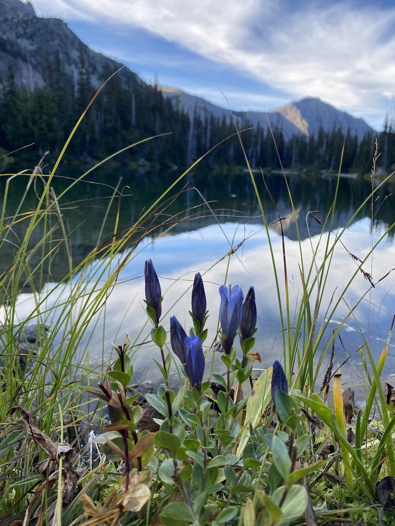 Rainier Pleated Gentian photo 2