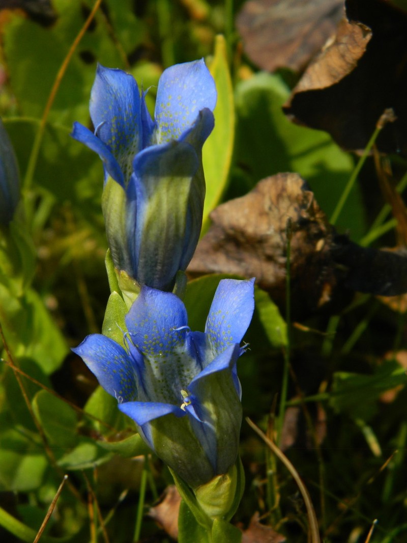 Rainier Pleated Gentian photo 3