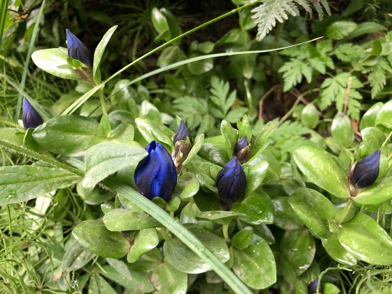 Rainier Pleated Gentian photo 4