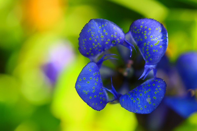 Rainier Pleated Gentian photo 5