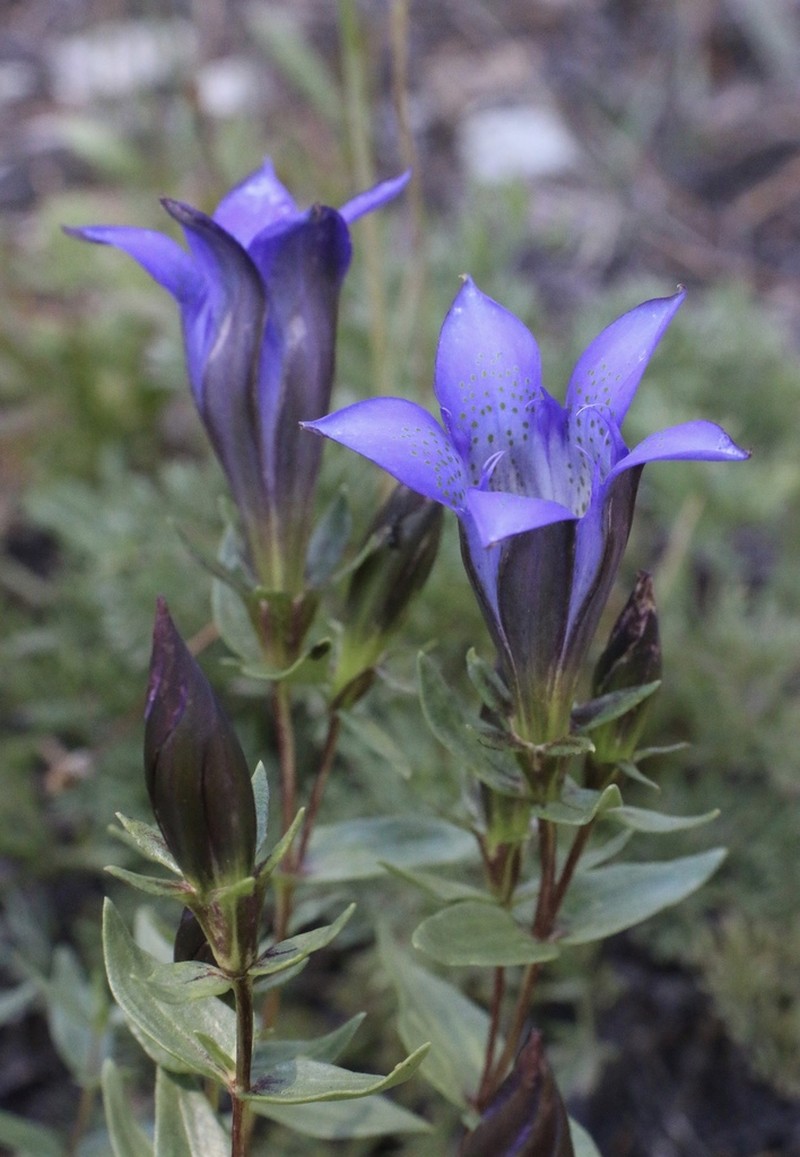 Rainier Pleated Gentian photo 6