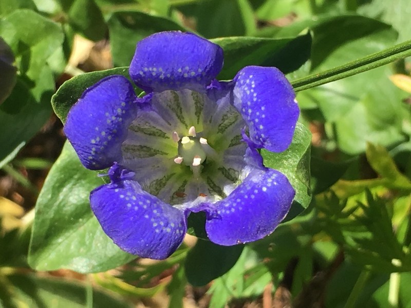 Rainier Pleated Gentian photo 7