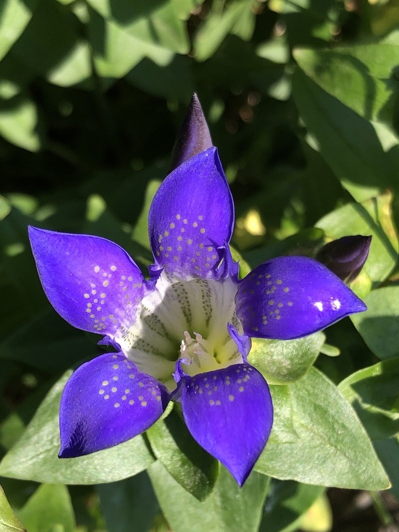 Rainier Pleated Gentian photo 8