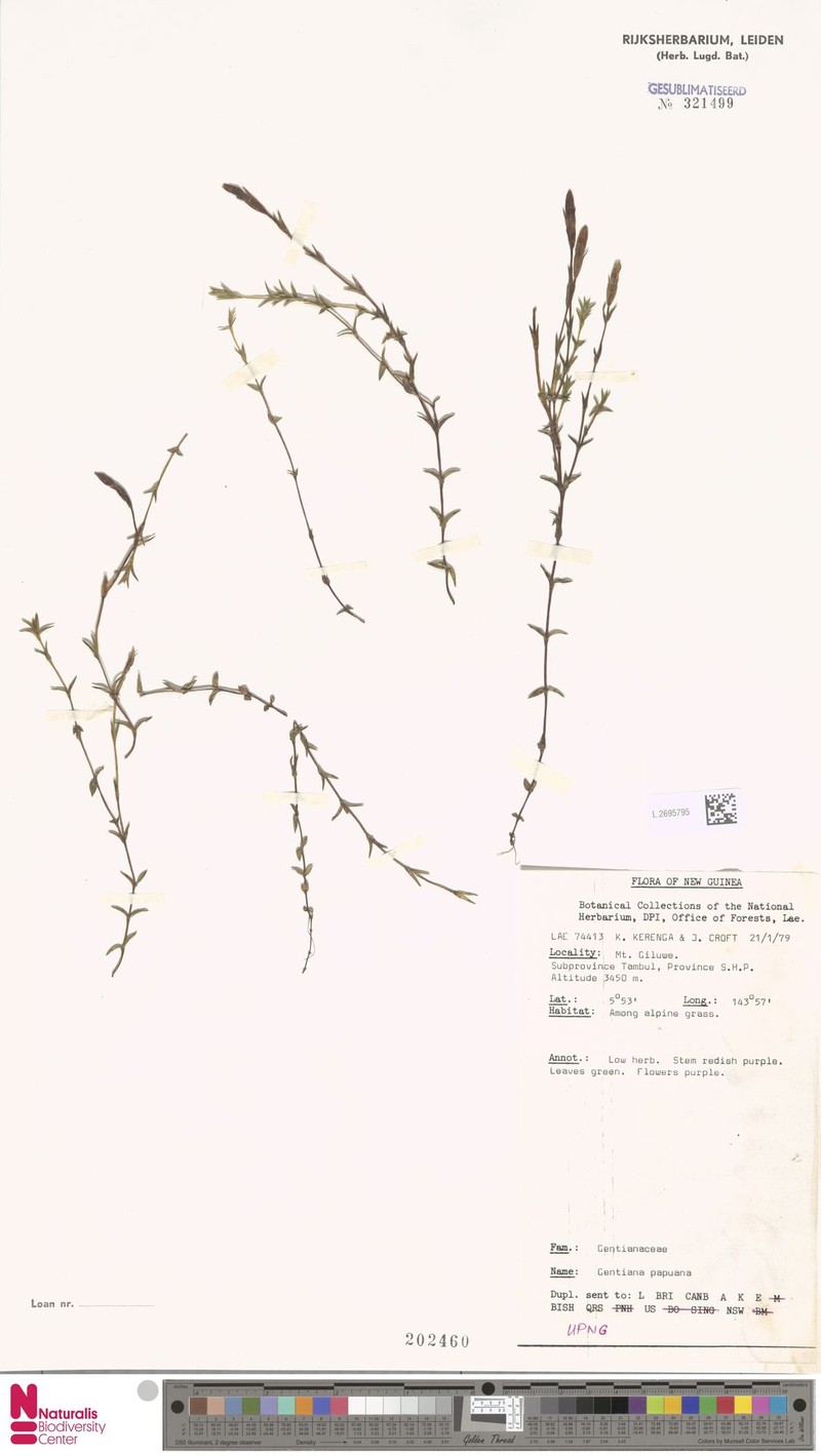 Gentiana carinicostata subsp. carinicostata