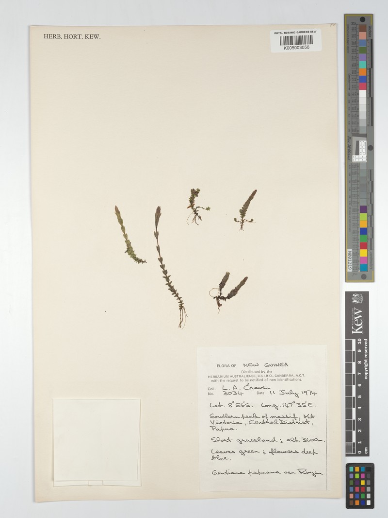 Gentiana carinicostata subsp. carinicostata photo 2