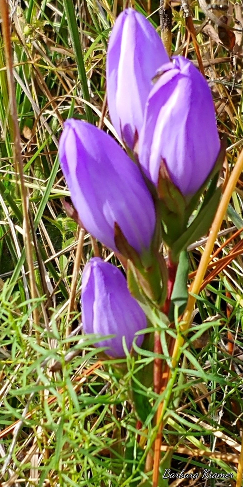 Elliott's Gentian