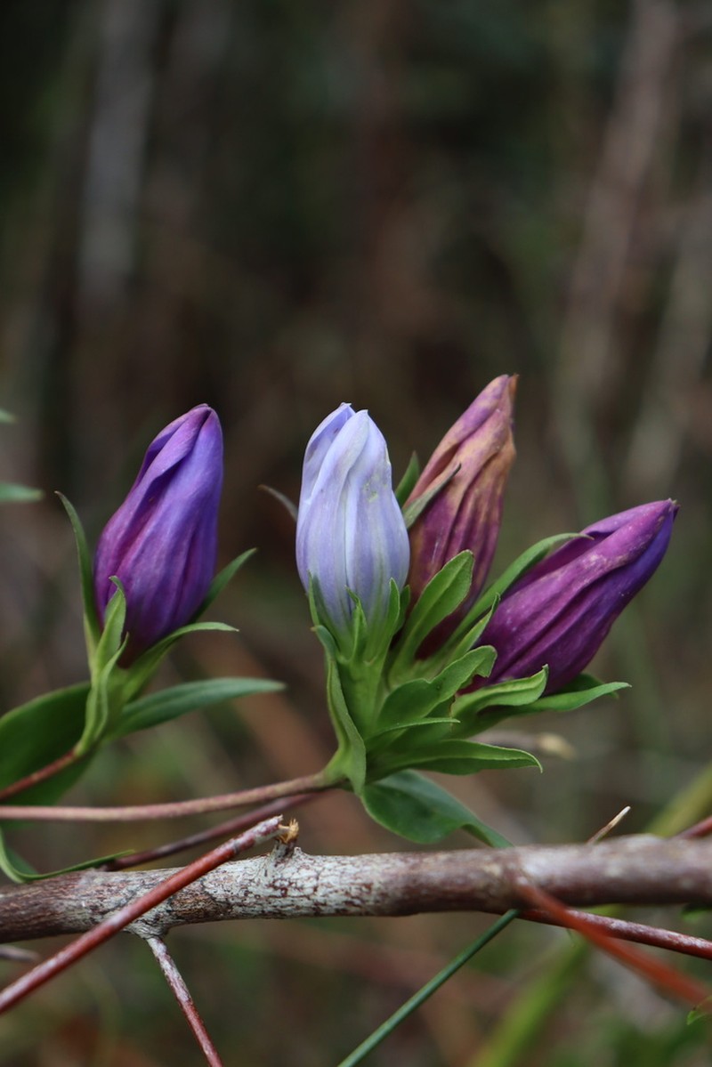 Elliott's Gentian photo 2