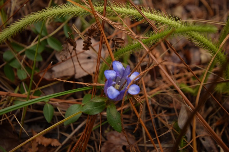 Elliott's Gentian photo 3