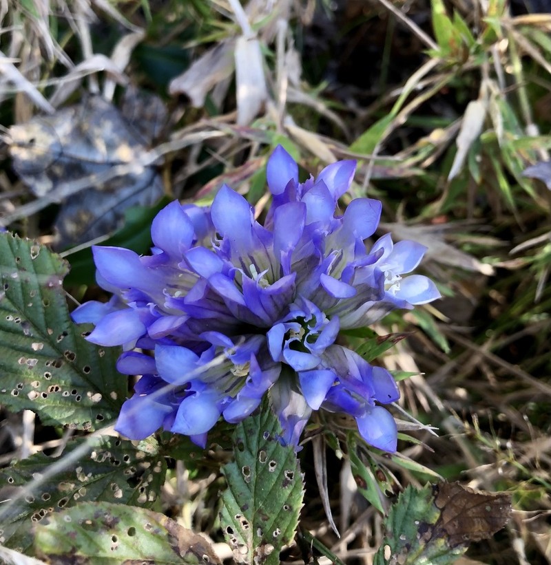 Elliott's Gentian photo 4