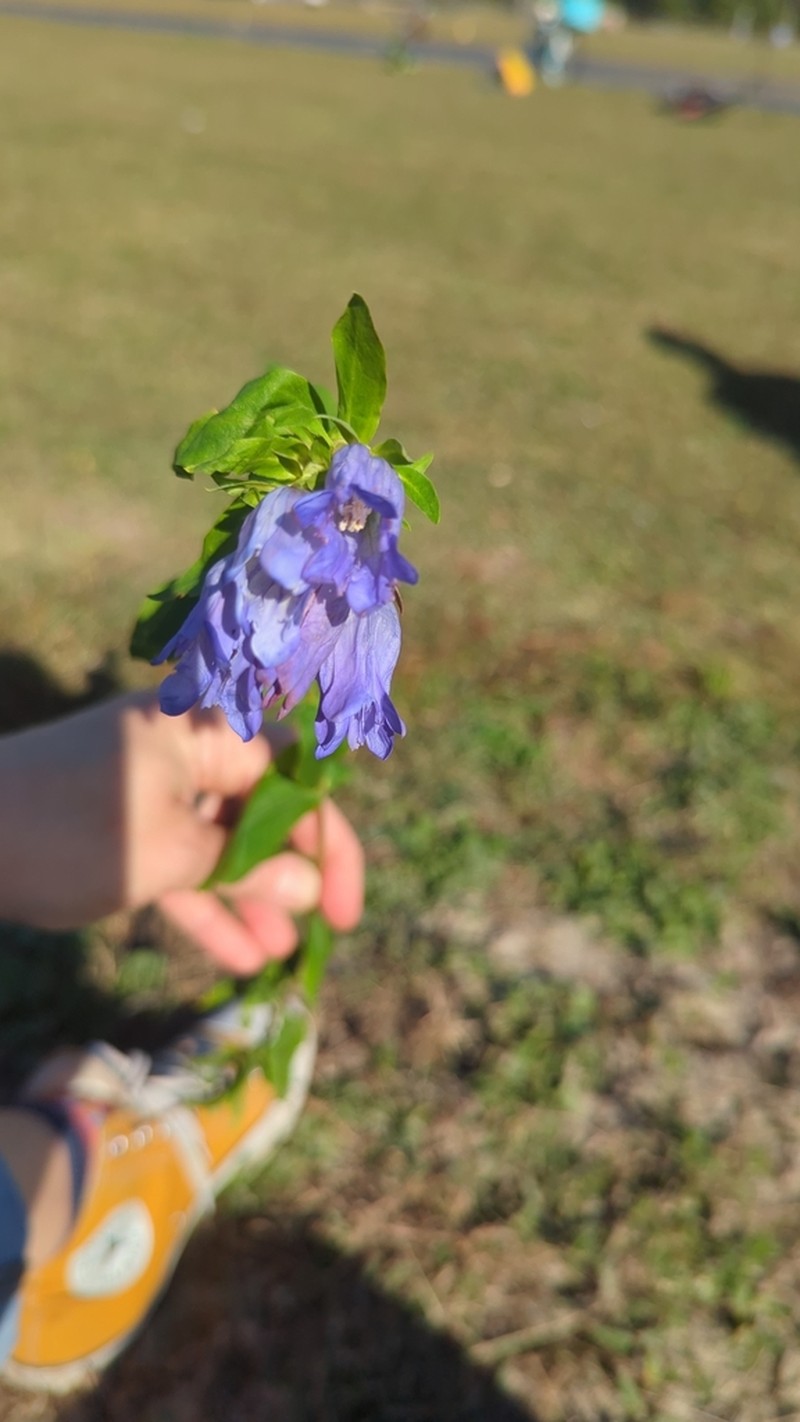 Elliott's Gentian photo 5