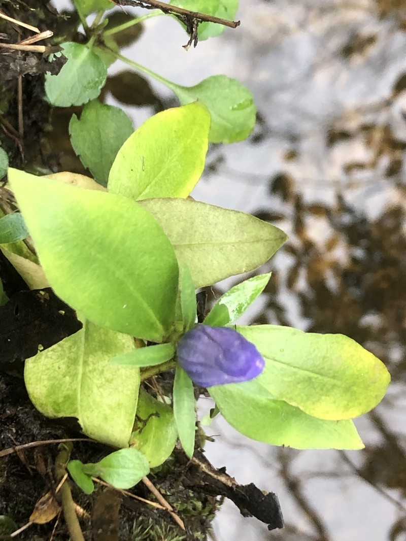 Elliott's Gentian photo 6