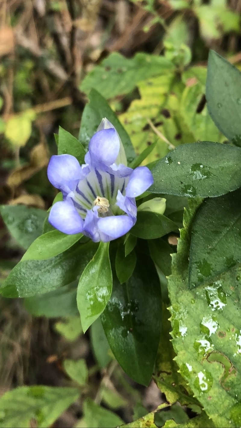 Elliott's Gentian photo 7