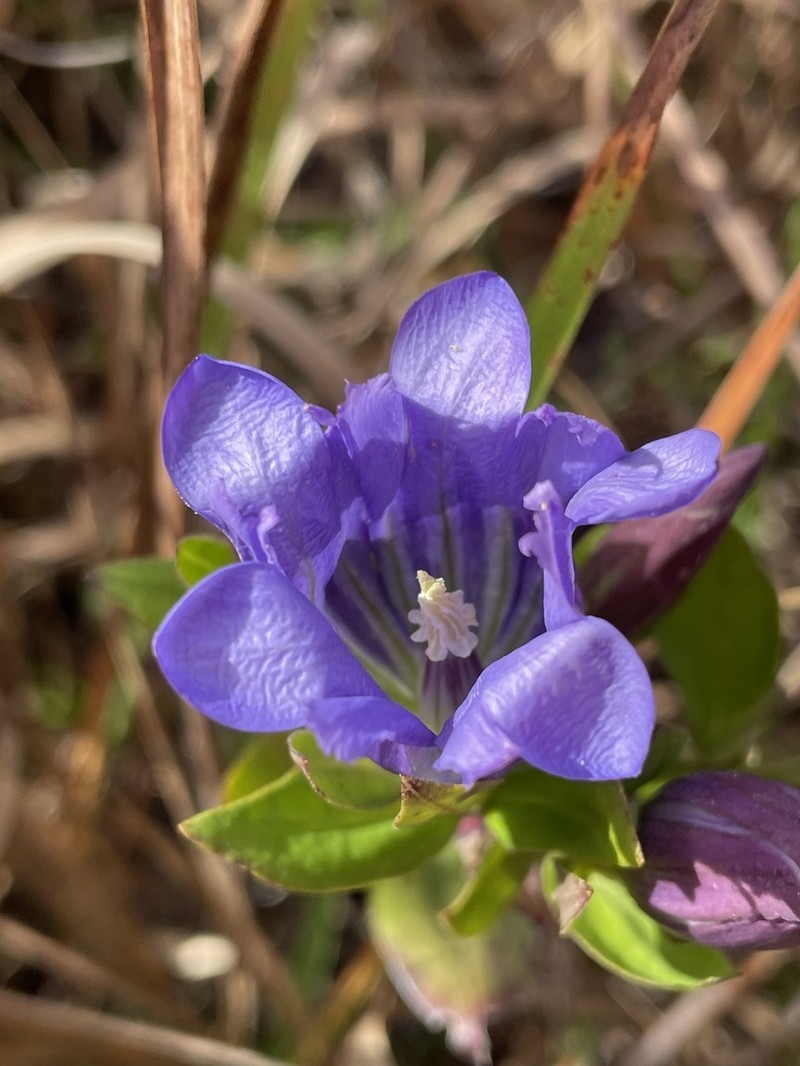 Elliott's Gentian photo 8