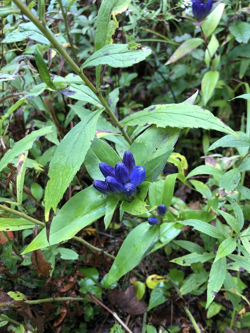 Bottle Gentian