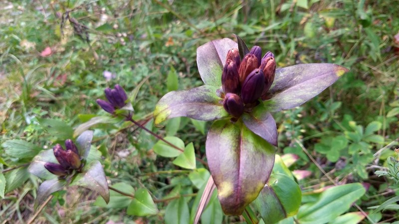 Bottle Gentian photo 2