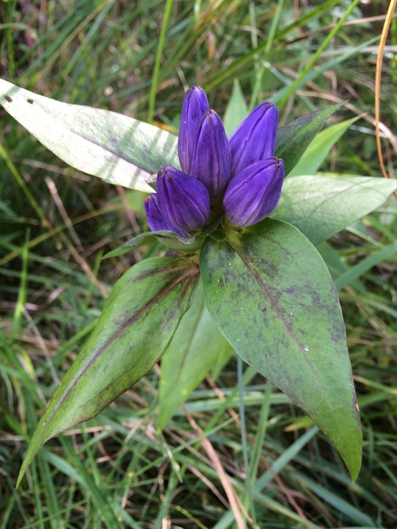 Bottle Gentian photo 3