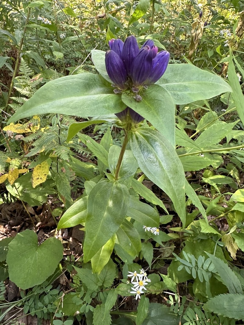 Bottle Gentian photo 4