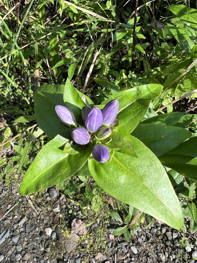 Bottle Gentian photo 5