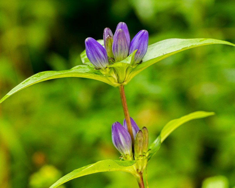 Bottle Gentian photo 6