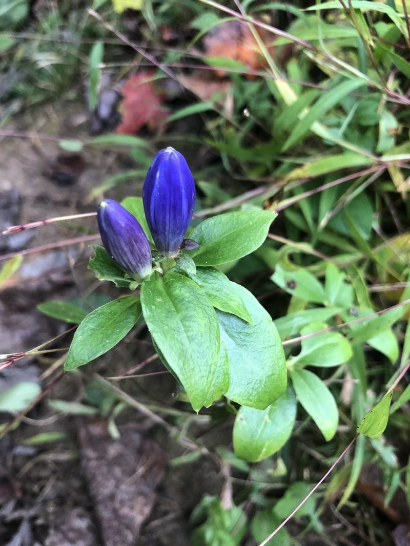 Bottle Gentian photo 7