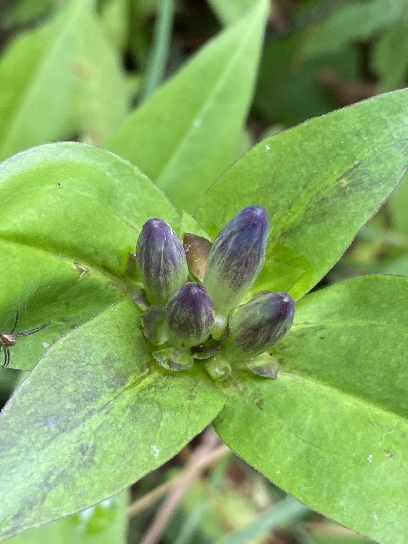 Bottle Gentian photo 8