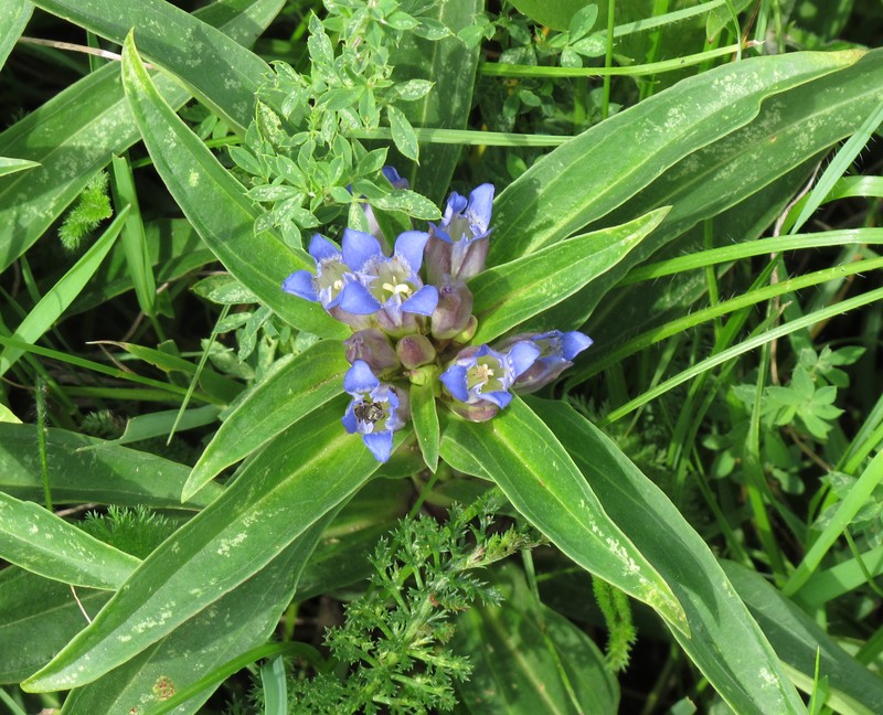 Star Gentian photo 2
