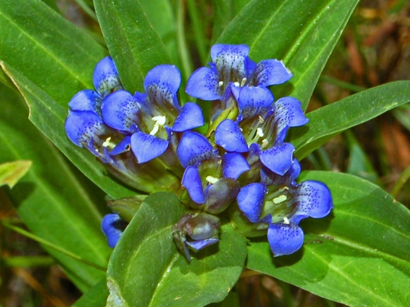 Star Gentian
