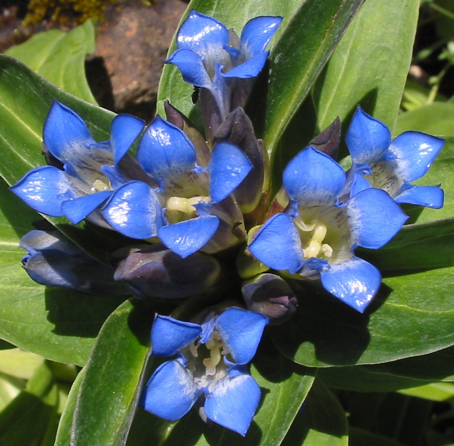 Star Gentian photo 4