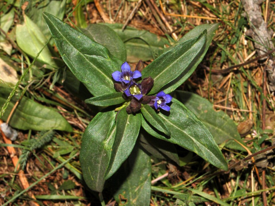 Star Gentian photo 5
