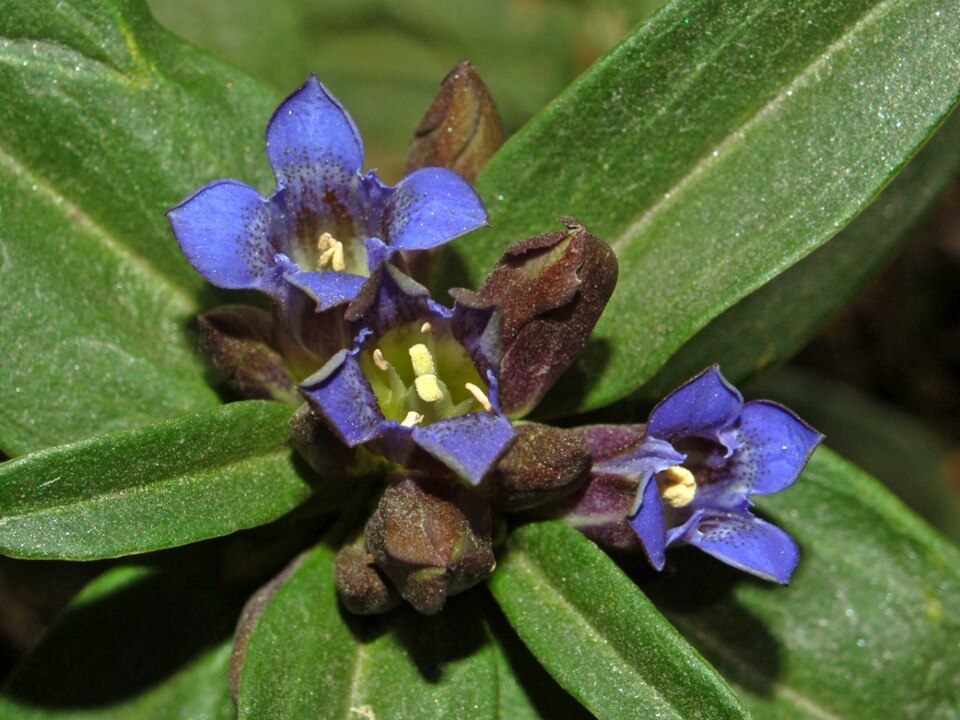 Star Gentian photo 6