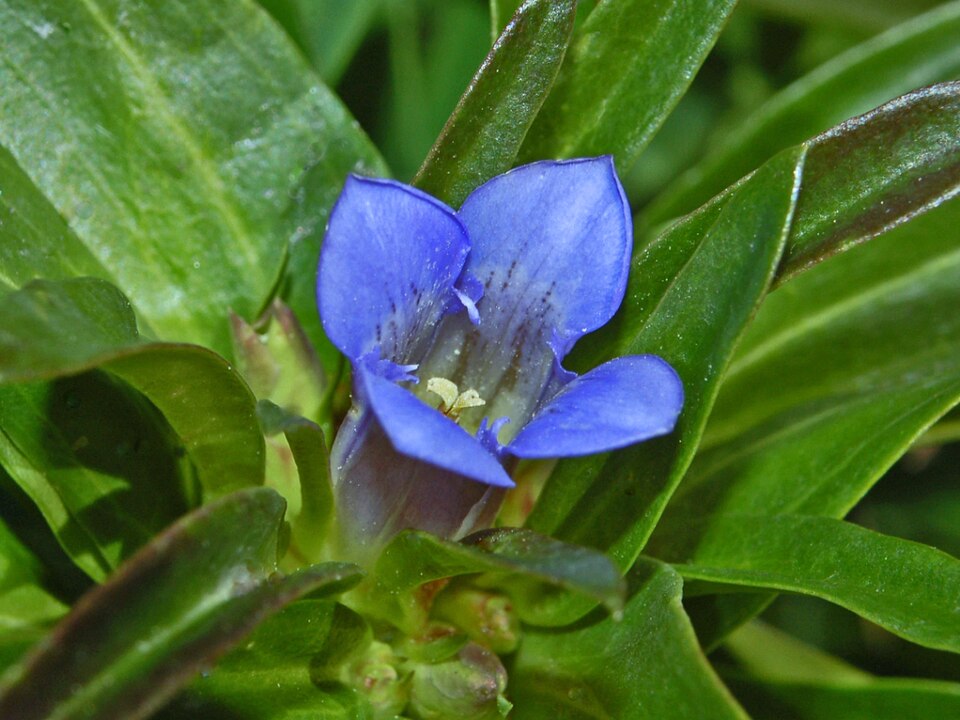 Star Gentian photo 7