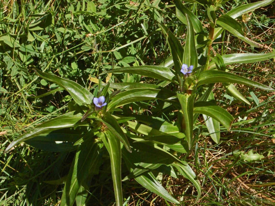 Star Gentian photo 8