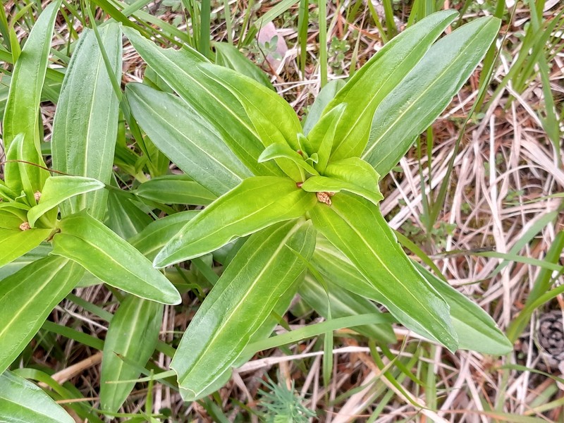 Gentiana cruciata subsp. cruciata