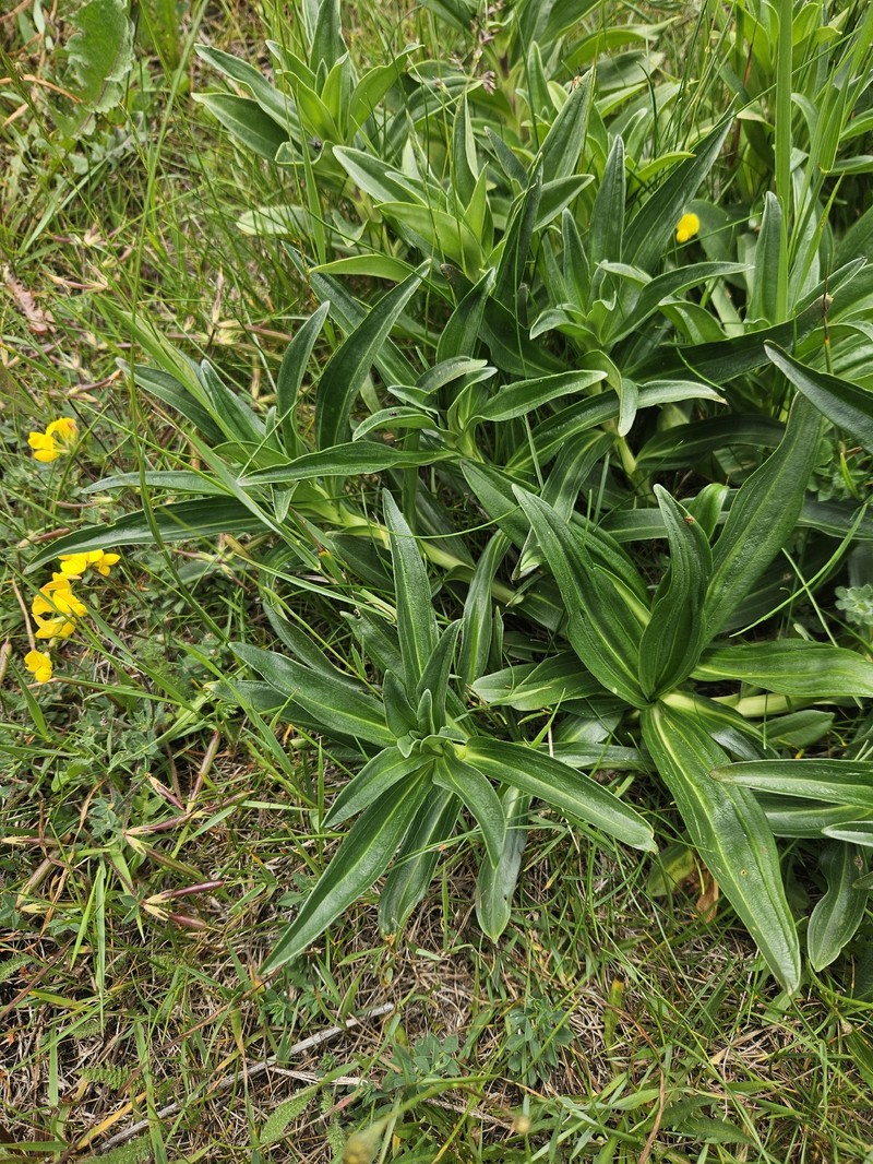 Gentiana cruciata subsp. cruciata photo 2
