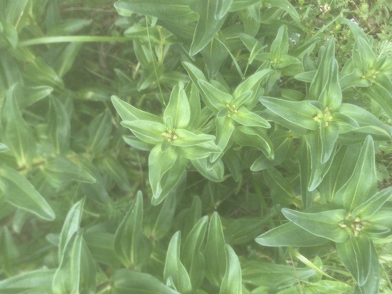 Gentiana cruciata subsp. cruciata photo 3