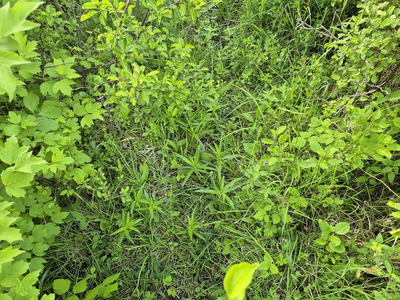 Gentiana cruciata subsp. cruciata photo 4