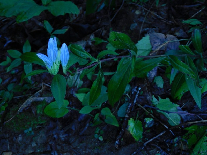 Showy Gentian
