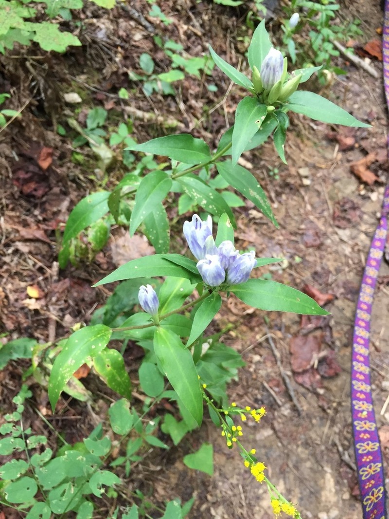 Showy Gentian photo 2