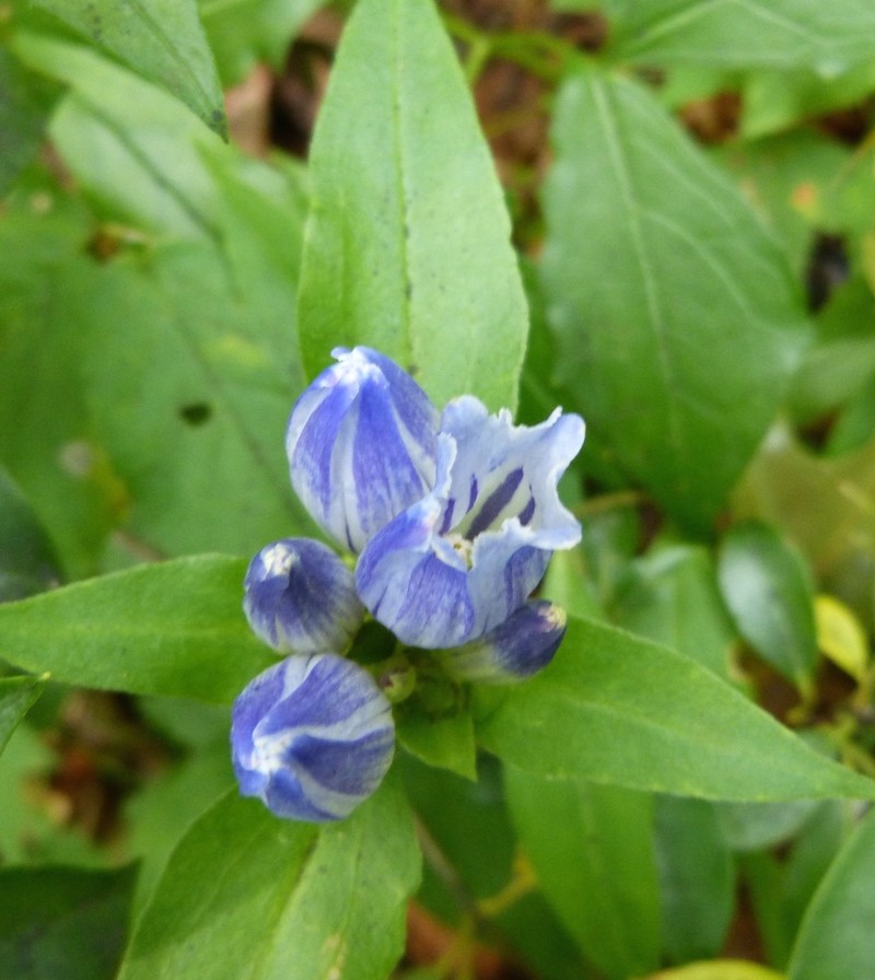 Showy Gentian photo 3
