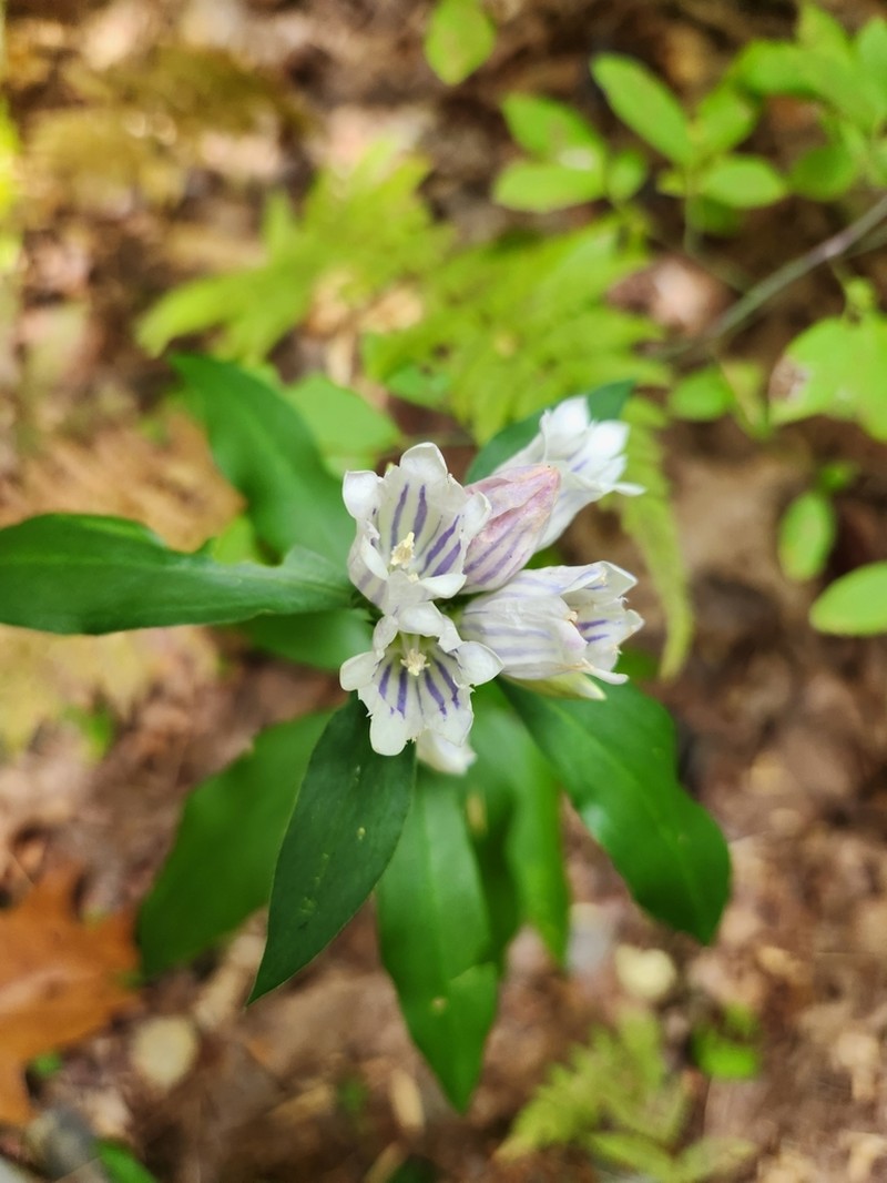 Showy Gentian photo 4
