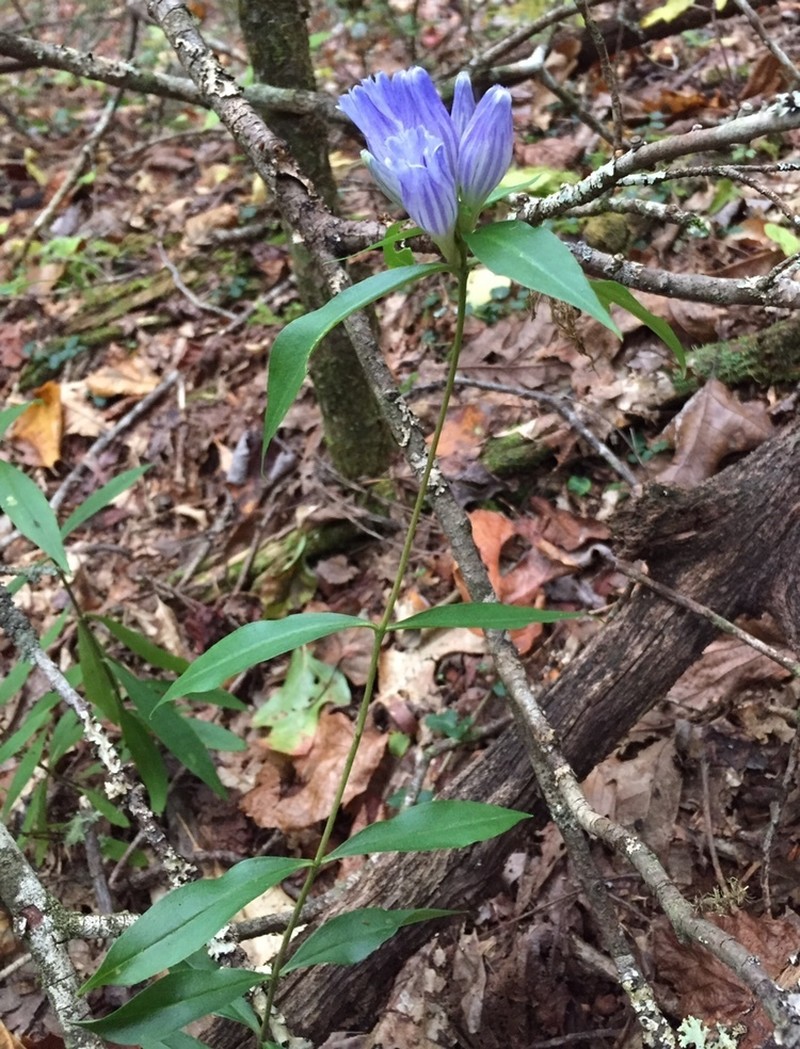 Showy Gentian photo 5