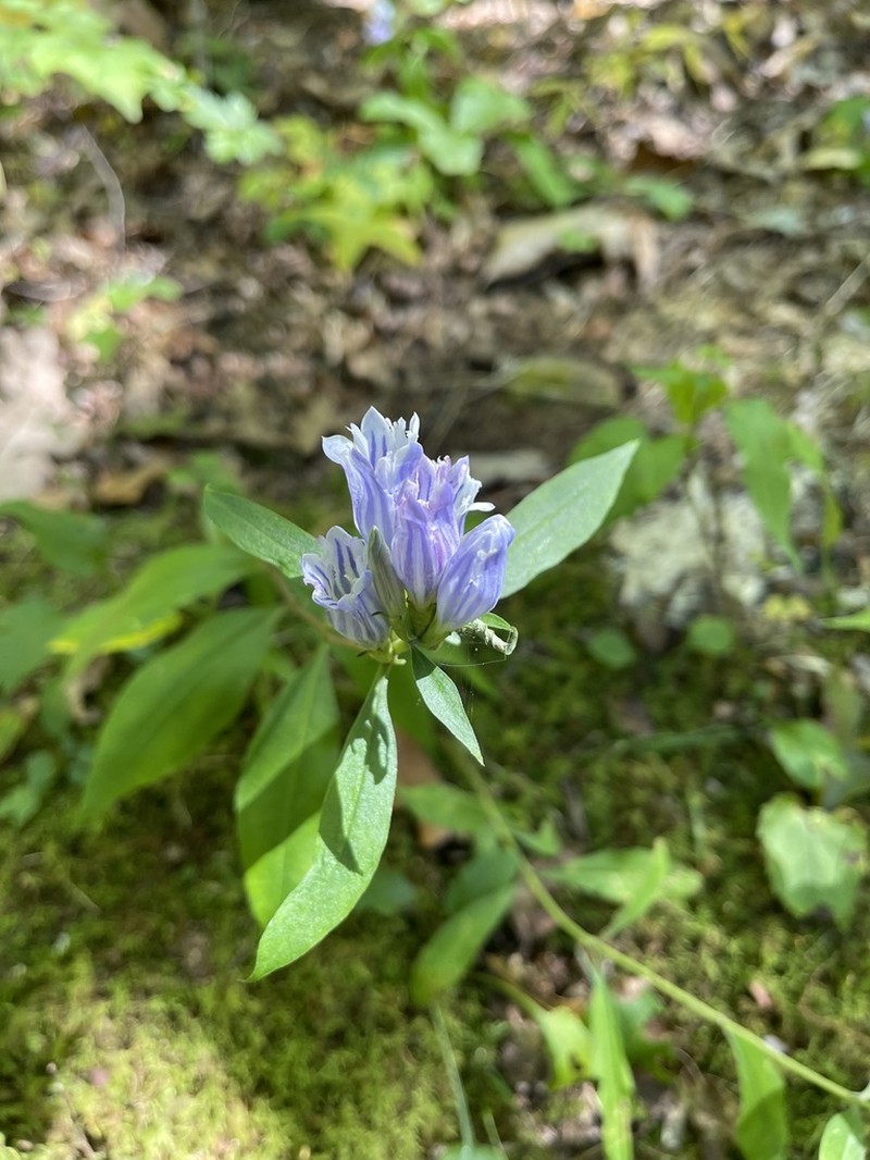 Showy Gentian photo 6