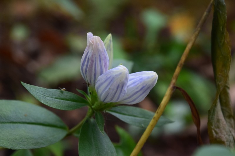 Showy Gentian photo 7