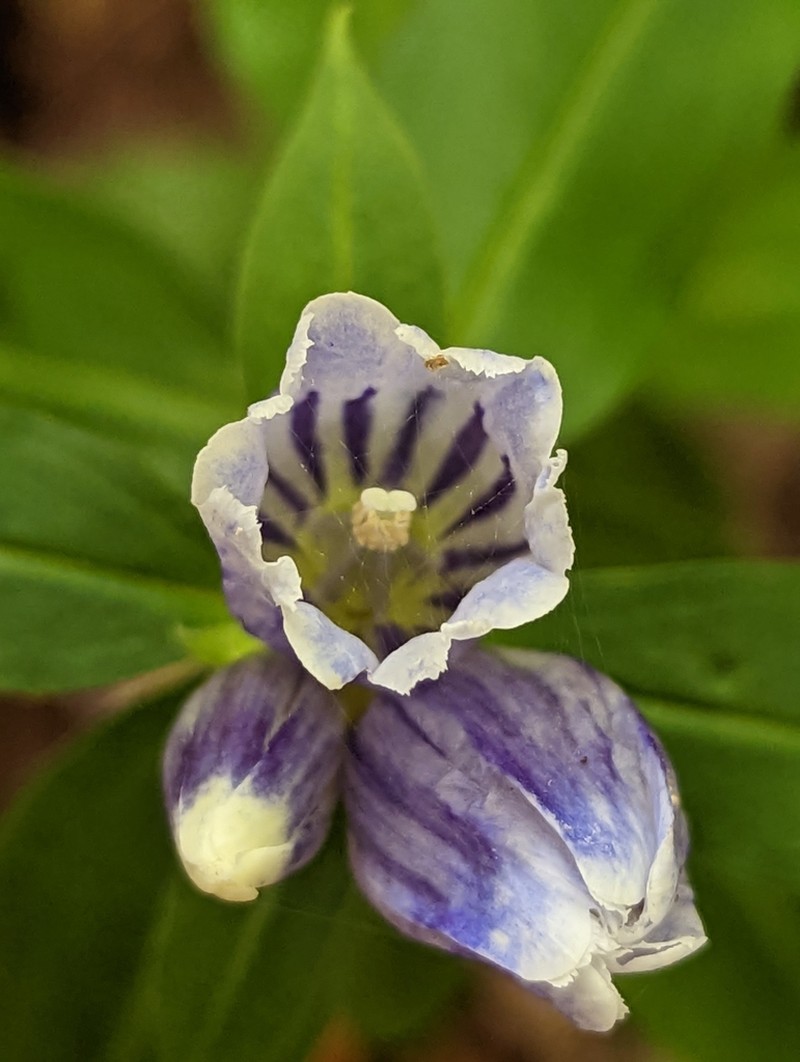Showy Gentian photo 8