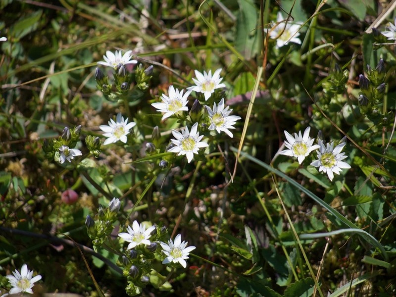 Swamp Gentian photo 5