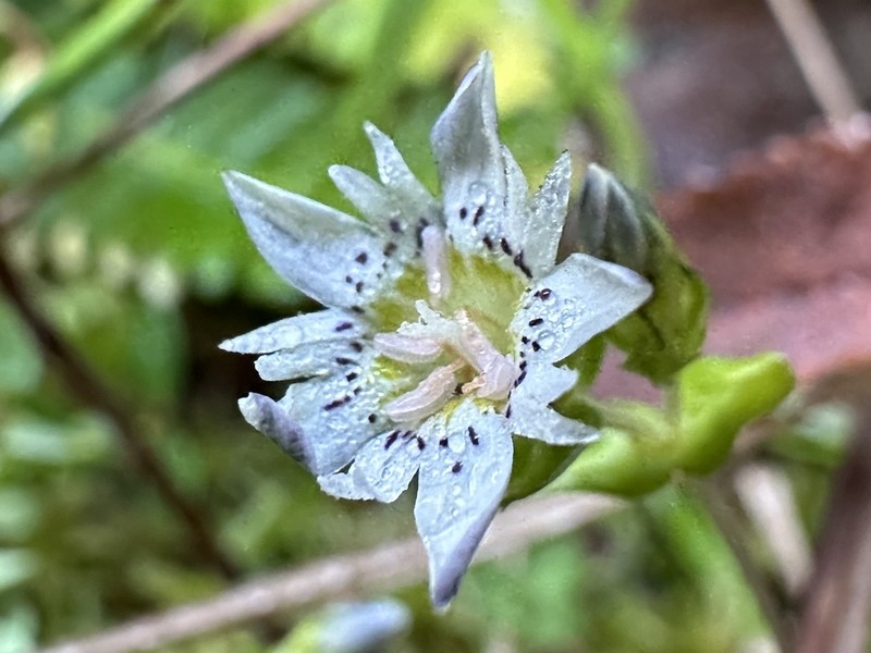 Swamp Gentian photo 6