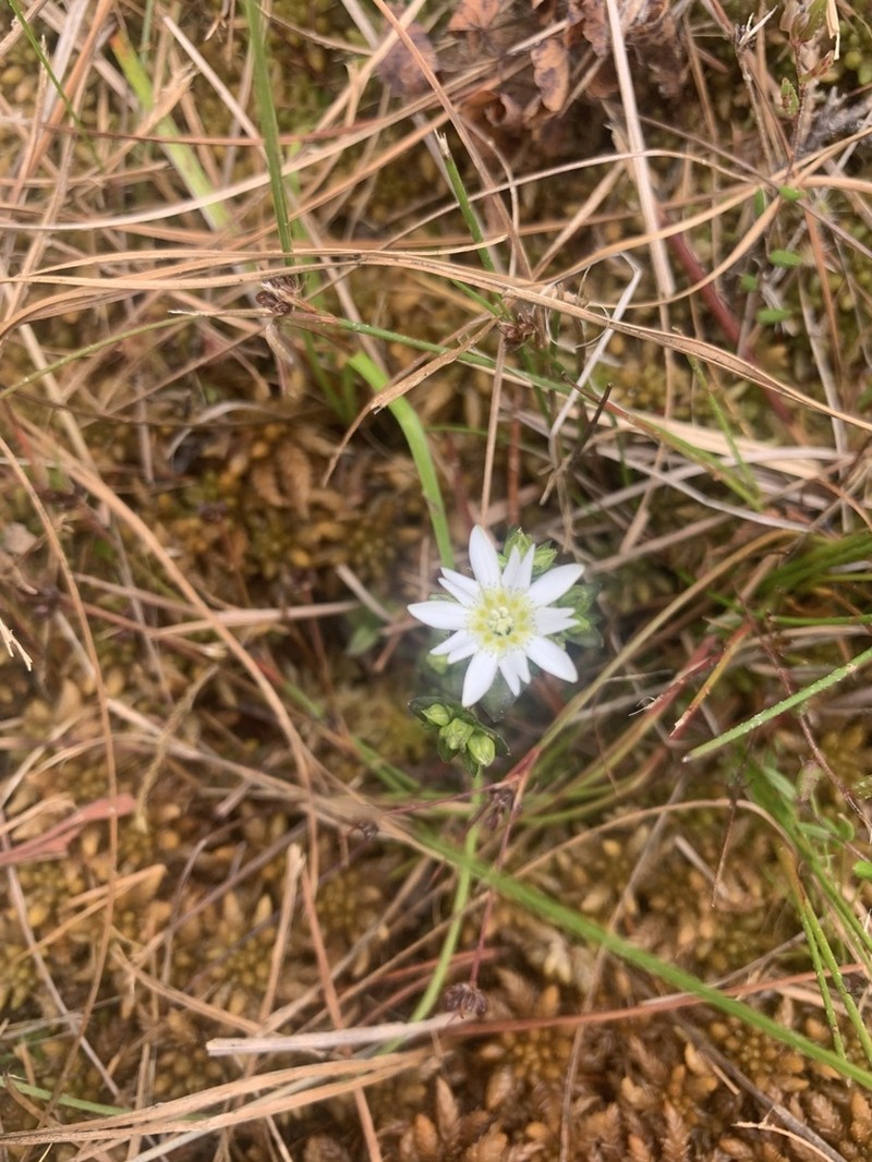 Swamp Gentian photo 7