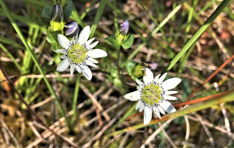 Swamp Gentian photo 8