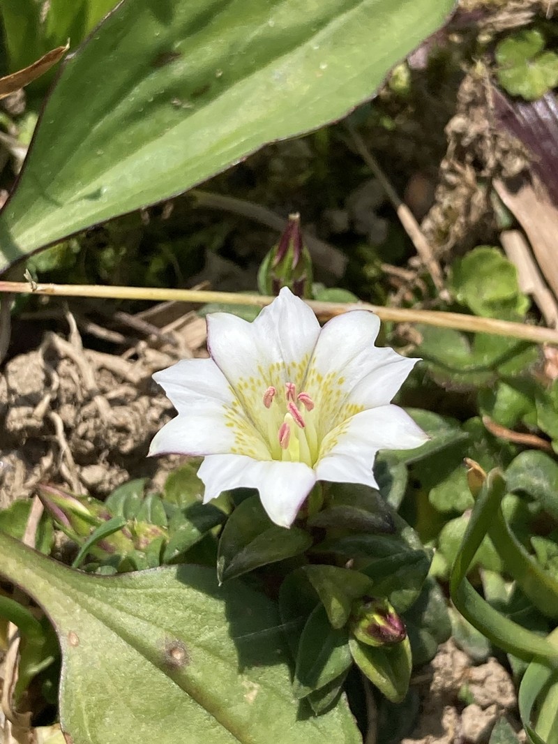 Gentiana flavomaculata subsp. flavomaculata