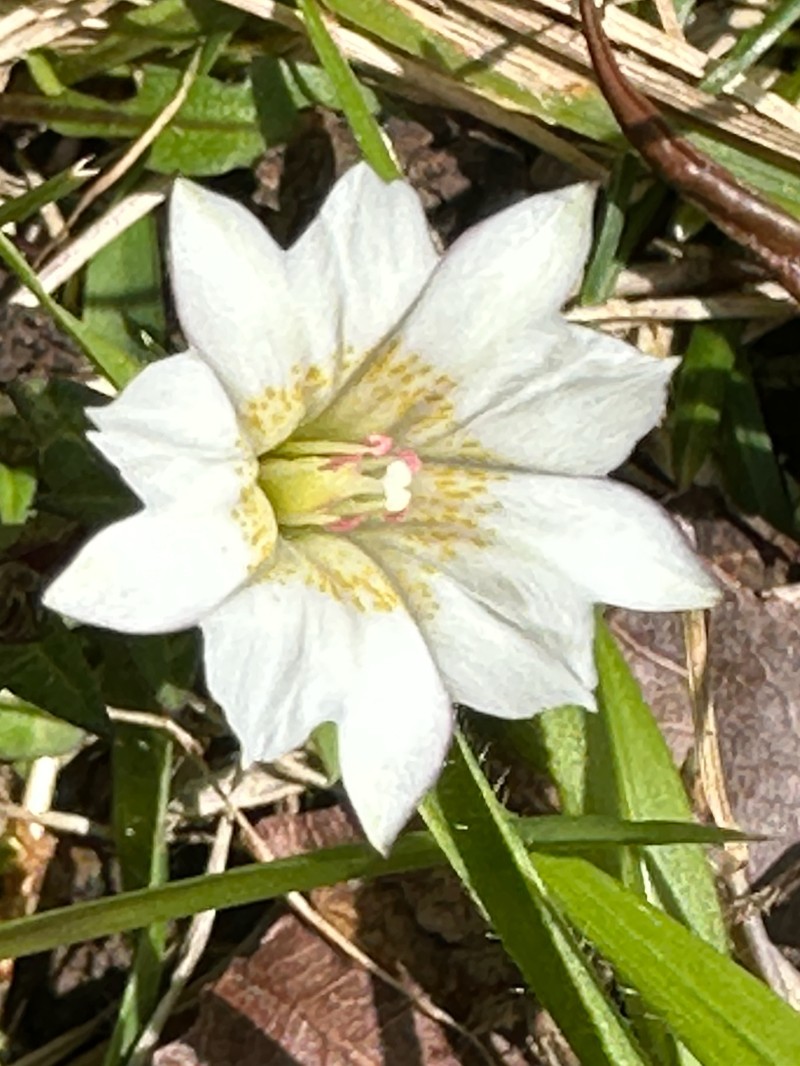 Gentiana flavomaculata subsp. flavomaculata photo 2
